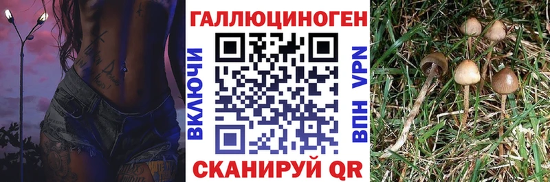 Псилоцибиновые грибы Psilocybine cubensis  Медногорск 